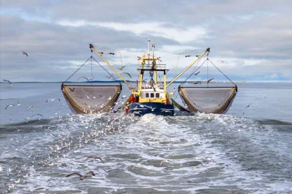 Déclaration des activités de pêche : passage à la déclaration électronique ?